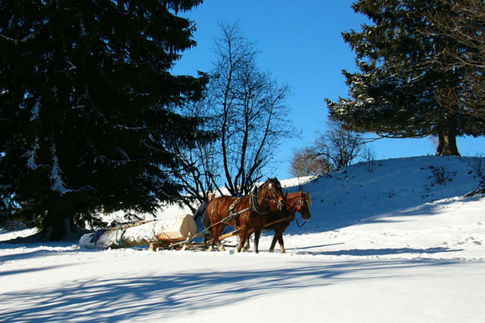 Débardage à cheval