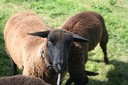 Moutons