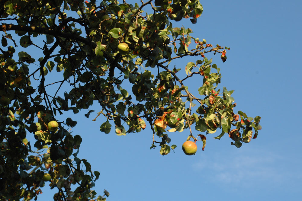 Pommes d'antan