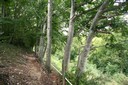 Sentier forestier