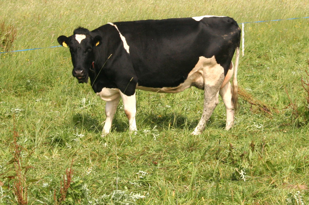 Vache paissant dans un champ