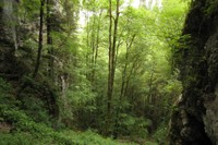 Erablaie sur les côtes du Doubs