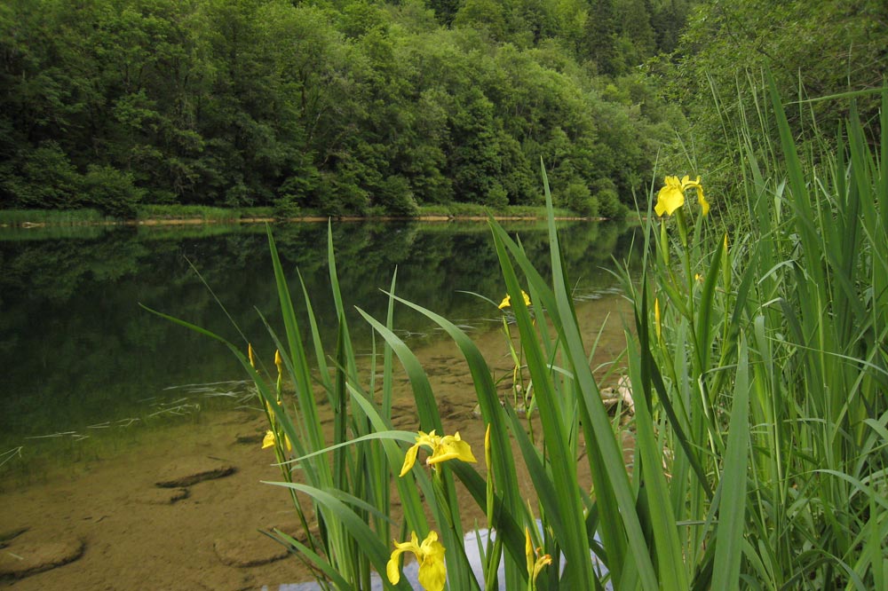 Iris faux acore sur les les rives du Doubs