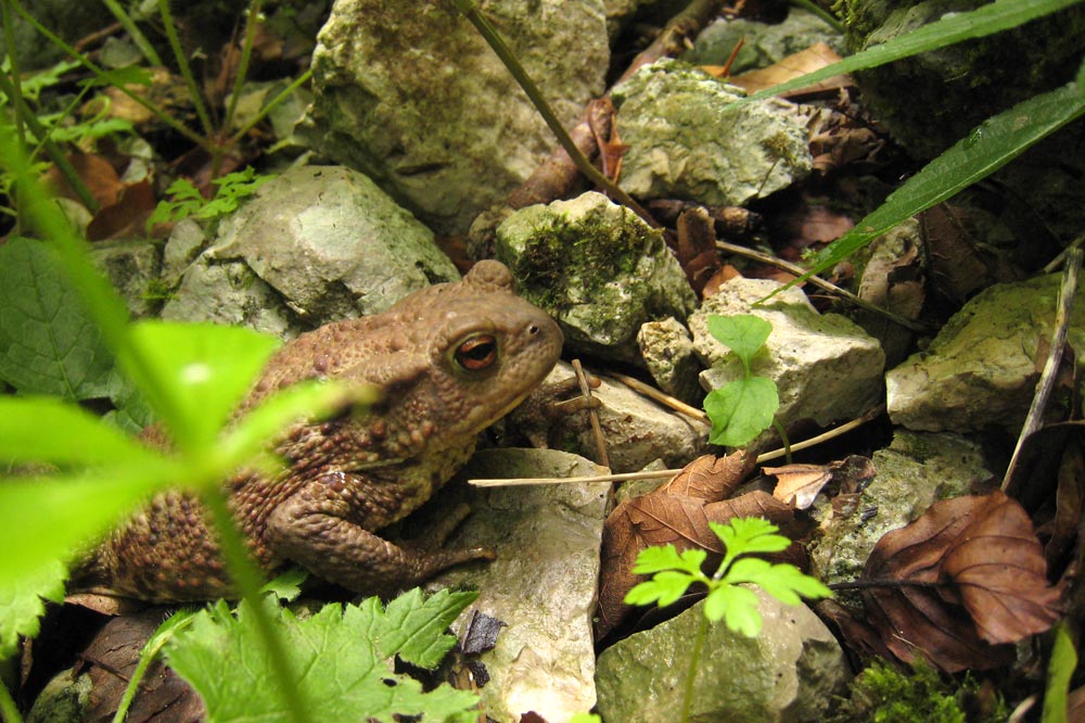 Crapaud commun sur les bords du Doubs