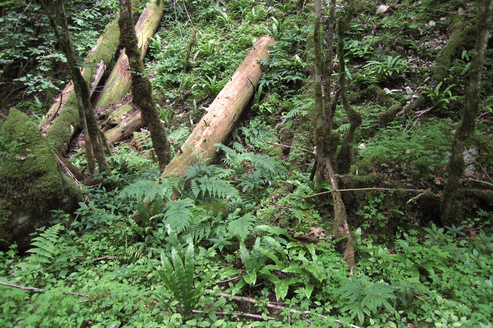 Le long du Doubs, la forêt revêt parfois des airs de forêt vierge