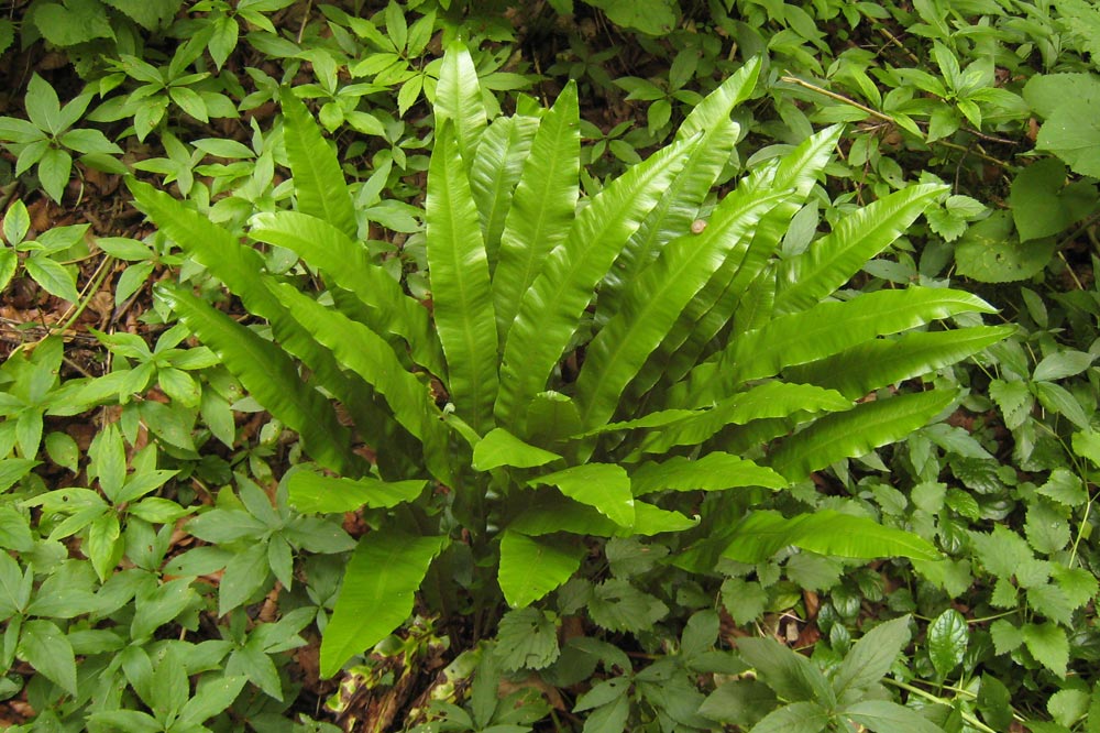 Fougère langue de cerf