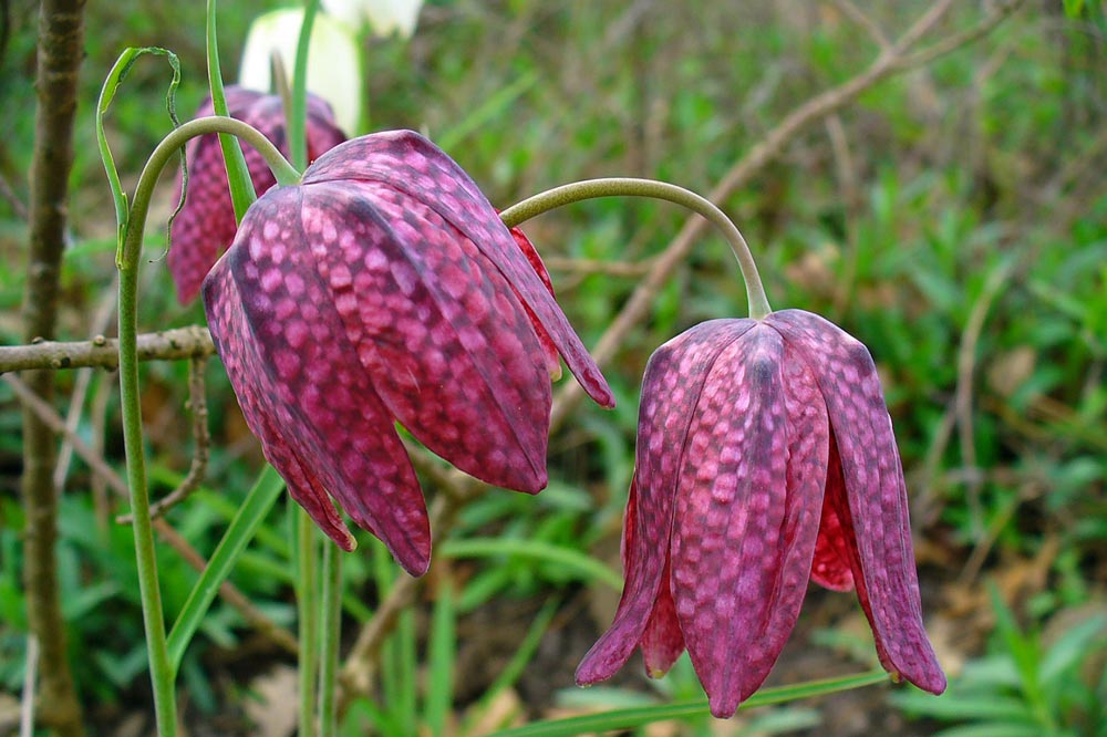 Fritillaire pintade