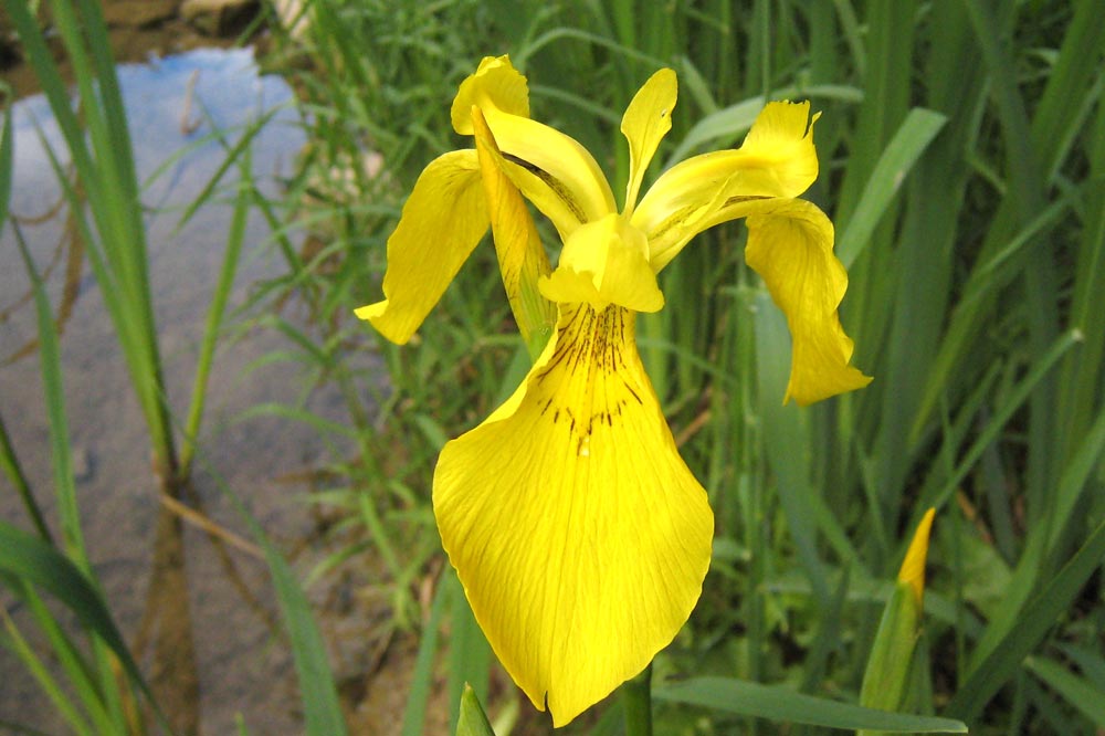 Iris faux acore