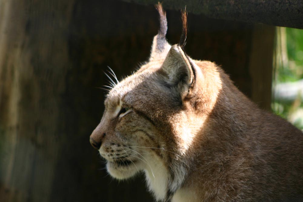 Lynx