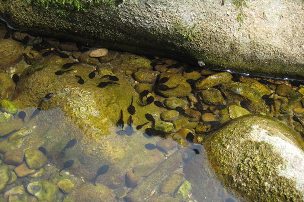 Têtards s'épanouissant dans les eaux calmes du Doubs