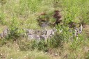 Barrage sur un canal de drainage