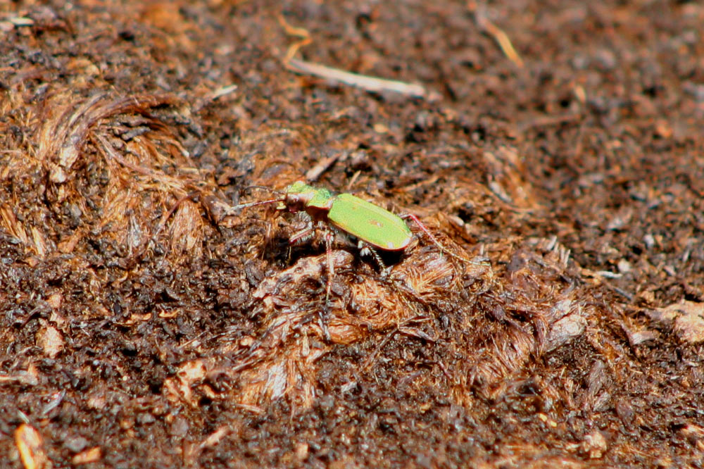 Cicindelle