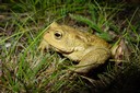 Crapaud commun