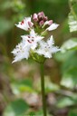 Flore des marais