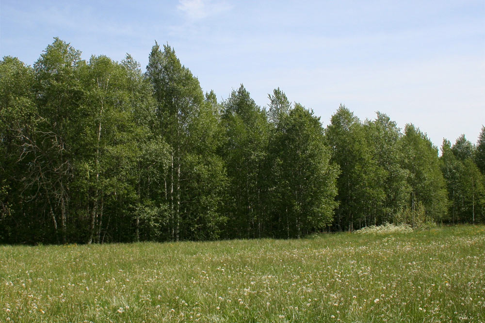 Forêt de bouleaux