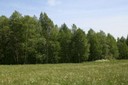 Forêt de bouleaux