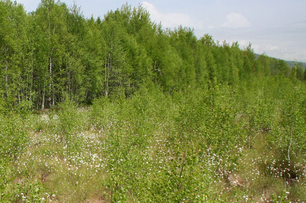 Forêt de bouleaux