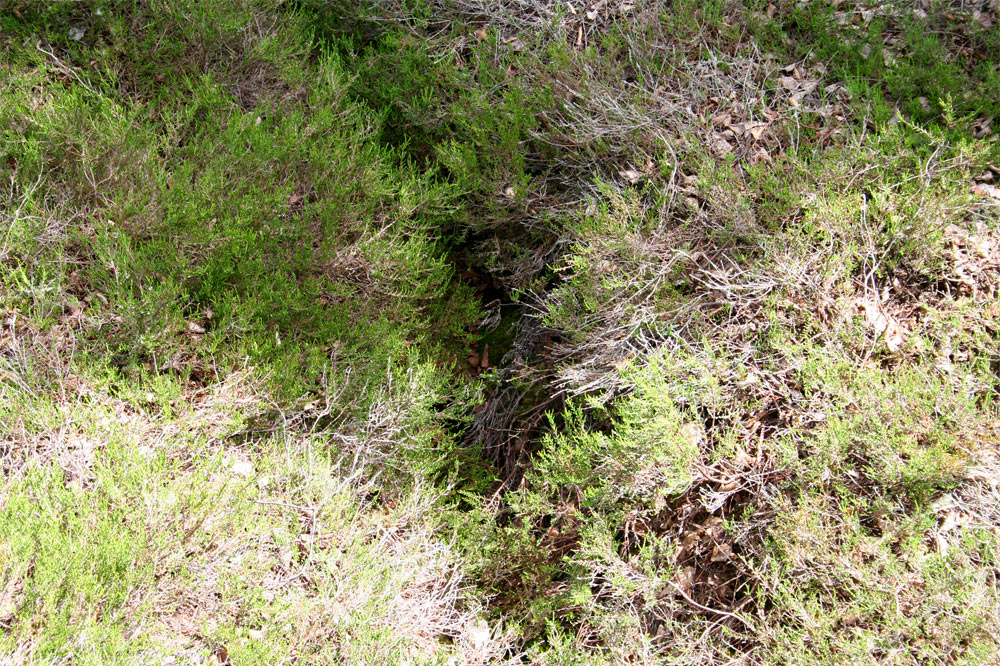 Fossé de drainage