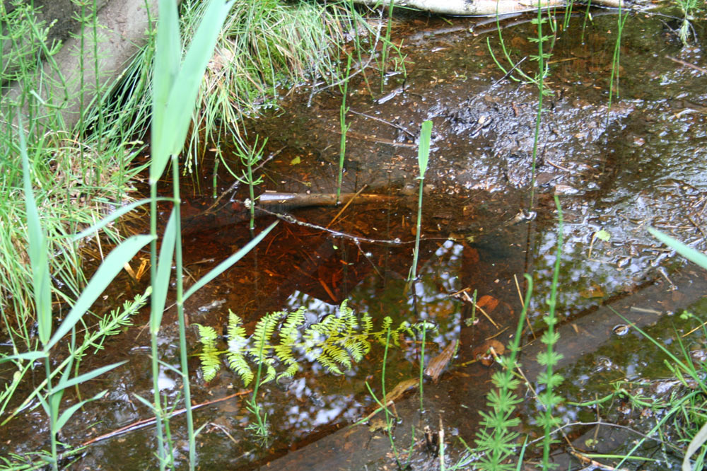 L'eau est un facteur clé de la tourbière