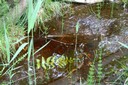 L'eau est un facteur clé de la tourbière
