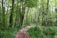 Le sentier de la tourbière