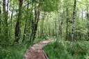 Le sentier de la tourbière