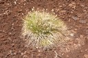 Linaigrette