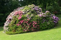 Massif de rhododendrons