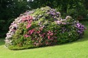 Massif de rhododendrons