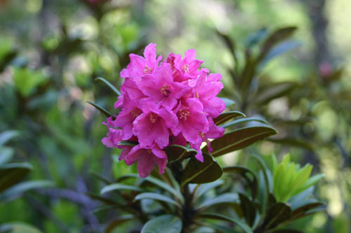 Rhododendron