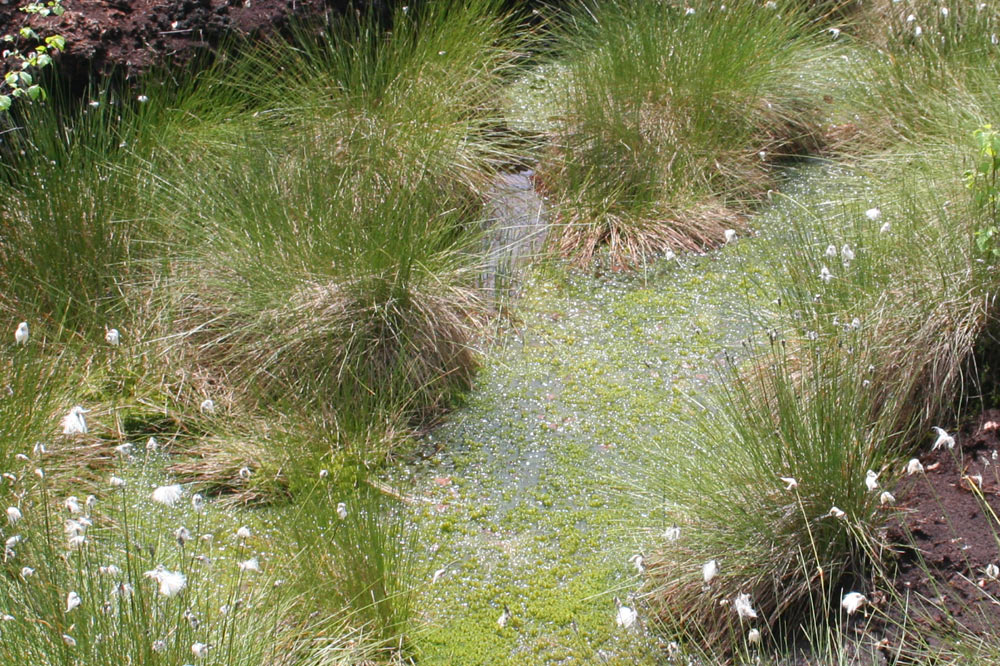 Sphaignes baignant dans l'eau