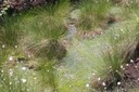 Sphaignes baignant dans l'eau