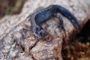 Triton alpesttre