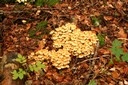 Colonie de champignons