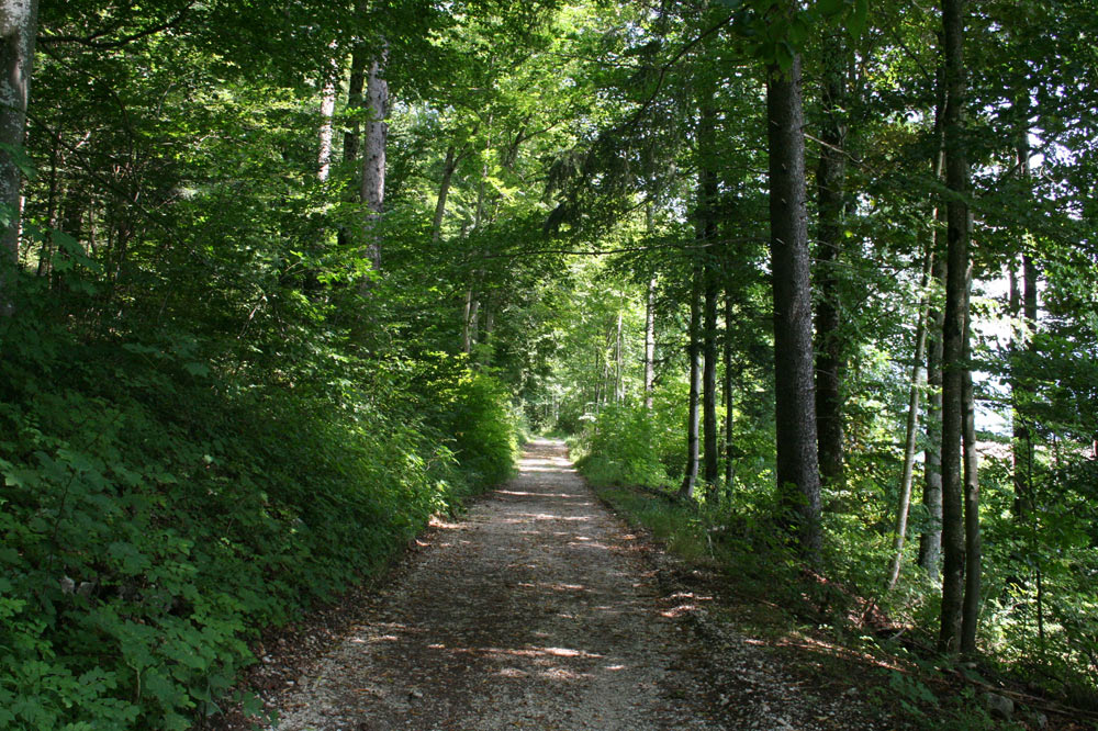 Chemin forestier de l'Endroit