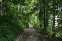 Chemin forestier de l'Endroit
