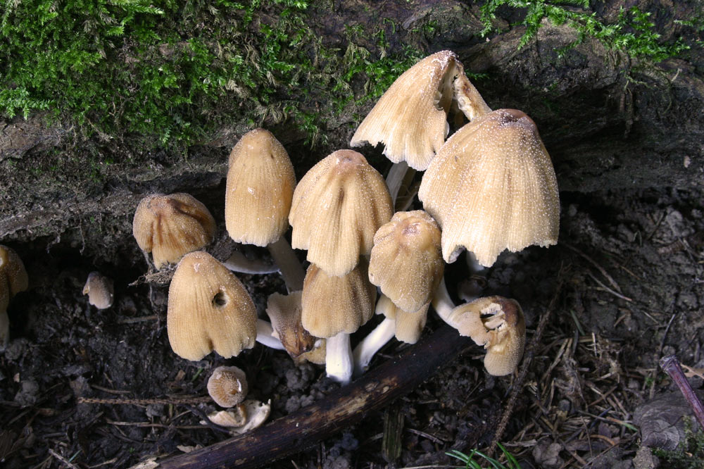 Psathyrella micaceus