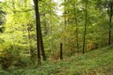 Des feuillus pour enrichir le sol