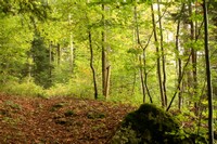 Du pâturage à la forêt jardinée