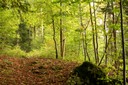 Du pâturage à la forêt jardinée