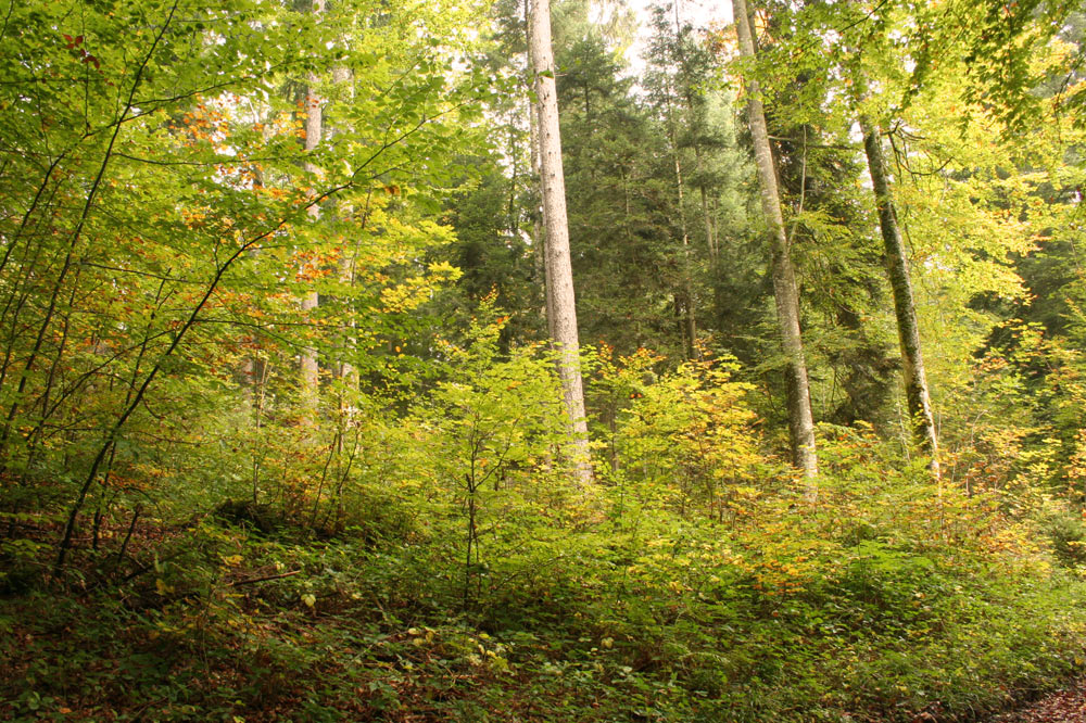 Forêt jardinée de Couvet