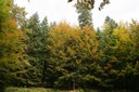 Forêt jardinée en automne