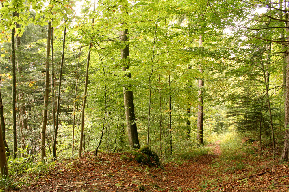 Forêt jardinée