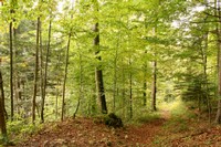 Forêt jardinée