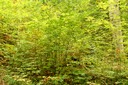 Feuillus maintenus en population dense