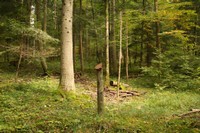 Enclos de protection pour la forêt