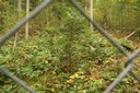 Sapins s'épanouissant à l'abri du gibier