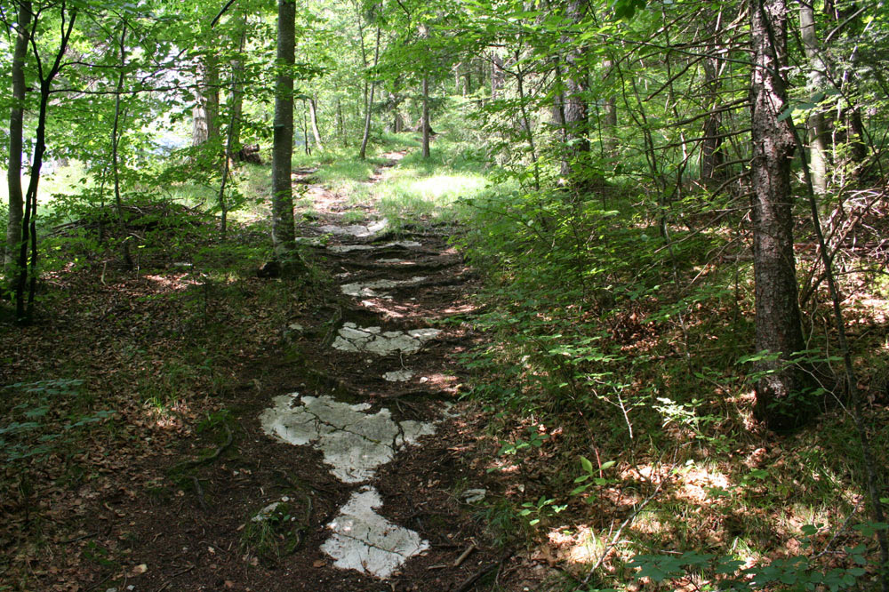 Sentier forestier de l'Endroit