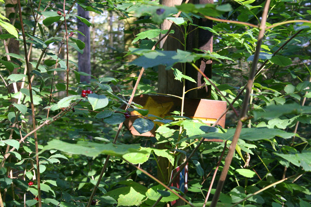 Balisage du sentier de la forêt jardinée