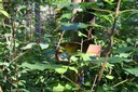Balisage du sentier de la forêt jardinée